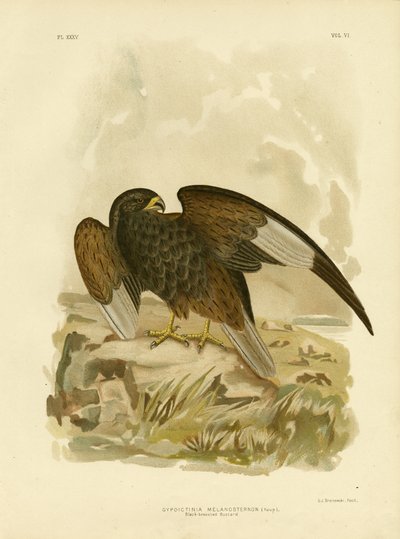 Schwarzbrustbussard, 1891 von Gracius Broinowski